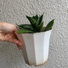 サンスベリア　ハニー