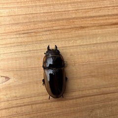 【残り1ペア】ラテラリスノコギリクワガタ(亜種マイリーン)の画像