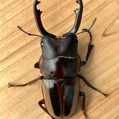 【残り1ペア】ラテラリスノコギリクワガタ(亜種マイリーン)の画像
