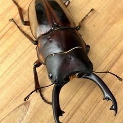 【残り1ペア】ラテラリスノコギリクワガタ(亜種マイリーン)の画像