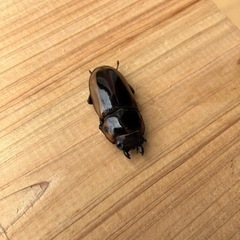 【残り1ペア】ラテラリスノコギリクワガタ(亜種マイリーン)の画像