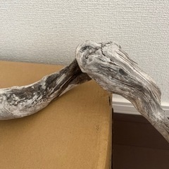 流木の画像