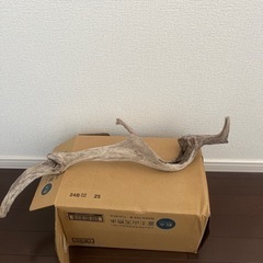 流木