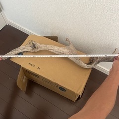流木の画像