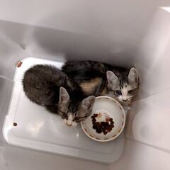 保護猫の里親募集です。