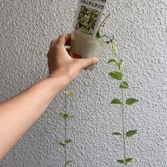 ツルニチニチソウ