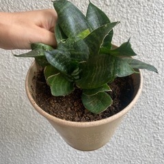 サンスベリア　ハニー