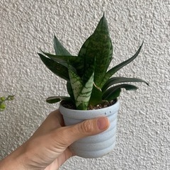 サンスベリア　ハニー