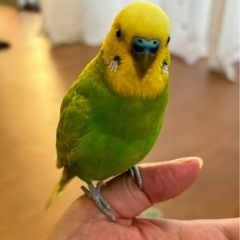 セキセイインコ🦜探しています