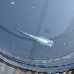【🐠ミックスメダカ】5匹の画像