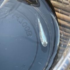 【🐠ミックスメダカ】5匹の画像