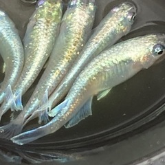 🌈メダカ　レーヴ又は卵30個以上🌈の画像