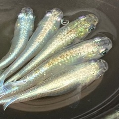 🌈メダカ　レーヴ又は卵30個以上🌈