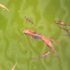 三色系メダカ　の画像