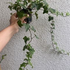 へデラ　ツル草