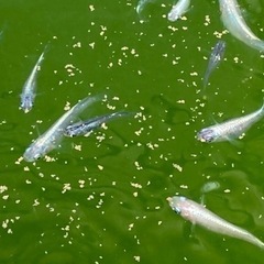 ミックスメダカ　の画像