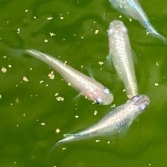 ミックスメダカ　の画像