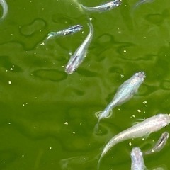 ミックスメダカ　の画像