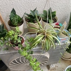 7点まとめて観葉植物🪴