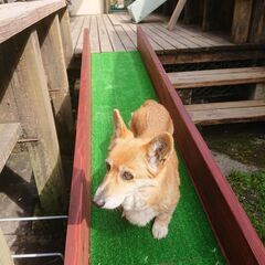 犬用　スロープ【ヘルニア予防、老後用】