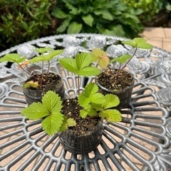 値下げ! ワイルドストロベリー　苗　3株　その3 