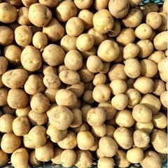 じゃがいも1kg100円〜 小玉（約40g以下）