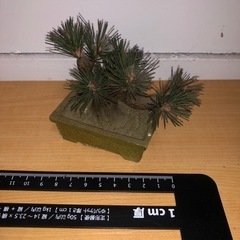 GYP0602 盆栽ミニチュア　松　オブジェ　飾りの画像