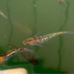 値下げ　夜桜メダカ　ラメ強め　約4㎝　10匹