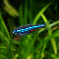 熱帯魚　グリーンネオンテトラ　オトシンクルス　オトシンネグロ　ミ...