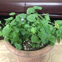 【決定しました】カンパニュラ・アルペンブルー　鉢