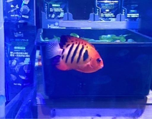 海水魚フレームエンゼル