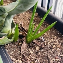 無農薬アロエベラ（約1キロ）または子株1つの画像