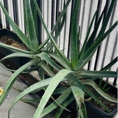 無農薬アロエベラ（約1キロ）または子株1つの画像