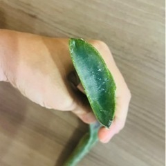 無農薬アロエベラ（約1キロ）または子株1つの画像