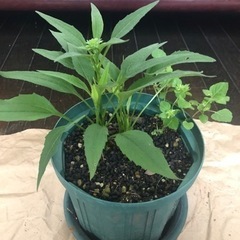 【決定しました】エキナセア　黄緑の画像