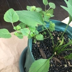 【決定しました】エキナセア　黄緑の画像