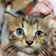 保護ネコ