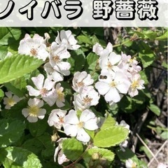 野薔薇譲って下さい♪ ノイバラバラ苗イングリッシュローズ