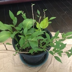 【決定しました】ホスタ2種　　ヒメウツギ　苗の画像