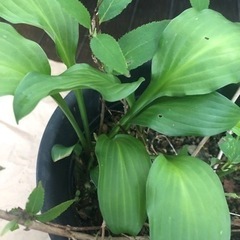 【決定しました】ホスタ2種　　ヒメウツギ　苗の画像