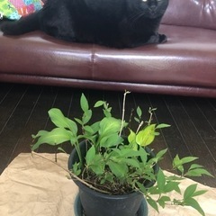 【決定しました】ホスタ2種　　ヒメウツギ　苗の画像