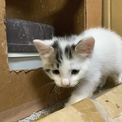 子猫里親募集