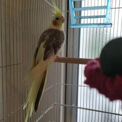 お譲り先決まりました。オカメインコ