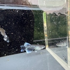 人気メダカ品種　ミックス　5匹の画像