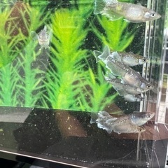 人気メダカ品種　ミックス　5匹