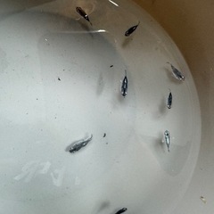 人気メダカ品種　ミックス　5匹の画像