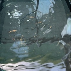 人気メダカ品種　ミックス　5匹の画像