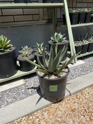 アガベシャークスキン