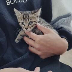 保護子猫５匹兄妹 - 里親募集