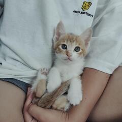 保護子猫５匹兄妹